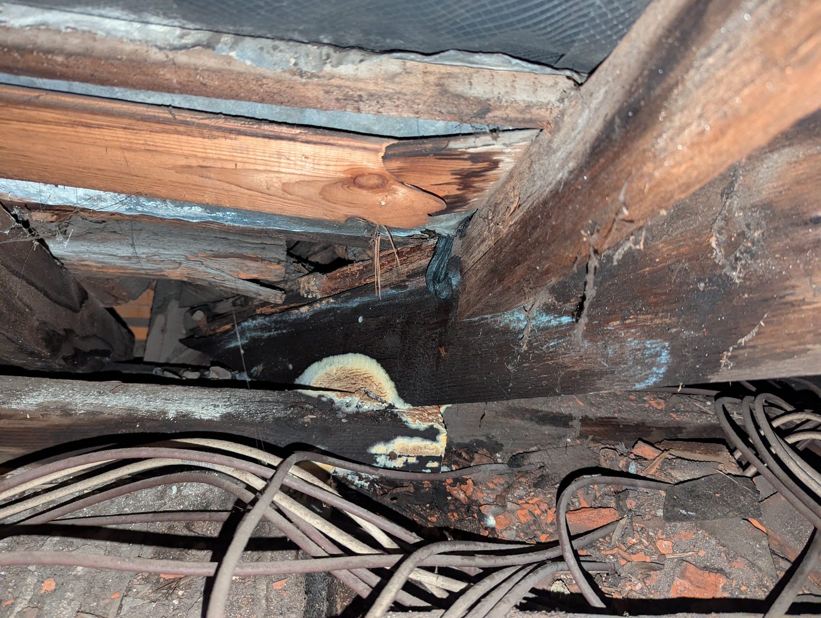 Fungal decay and mycelium growth on a structural timber joist